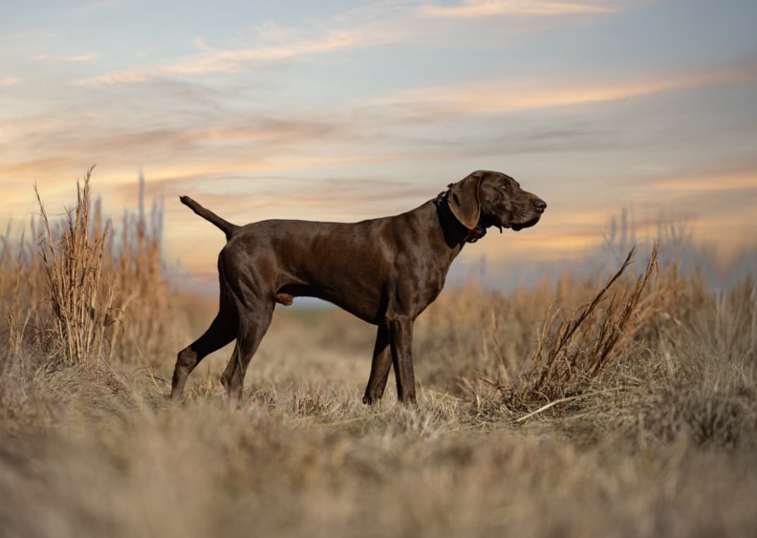 German Shorthair Pointer at sunset